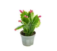 BOTANIC®-Schlumbergera plante baby en pot diamètre 5,5/6 cm