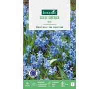 BOTANIC®-Scilla siberica botanic - 10 bulbes