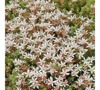 BOTANIC®-Sedum Monregalense - Le pot de 9 x 9 cm