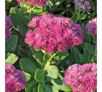 BOTANIC®-Sedum Spectabile - Le pot de 9 x 9 cm