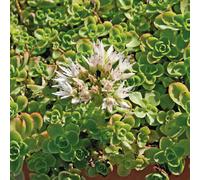 BOTANIC®-Sedum Spurium blanc - Le pot de 9 x 9 cm