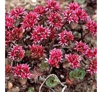 BOTANIC®-Sedum Spurium - Le pot de 9 x 9 cm
