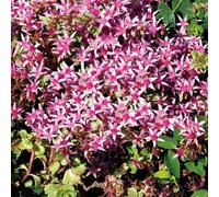 BOTANIC®-Sedum Spurium Rose - Le pot de 9 x 9 cm