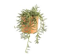 BOTANIC®-Senecio radicans en pot terre cuite H 10 x diamètre 15 cm