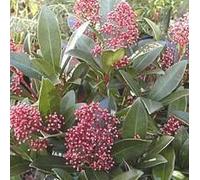 BOTANIC®-Skimmia Japonica Rubella. Le pot de 3 litres