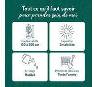 BOTANIC®-Spirée japonaise jaune - Pot de 3L