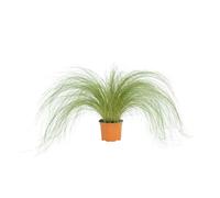 BOTANIC®-Stipa cheveux d'anges - Le pot diam 12 cm