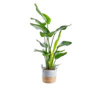 BOTANIC®-Strelitzia Nicolae et sa vannerie diamètre 21 cm