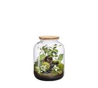 BOTANIC-Terrarium autonome Bonbonne Landscape botanic - taille S
