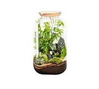 BOTANIC®-Terrarium autonome botanic Bonbonne Classic Mix - Taille M diamètre 23 cm H 41 cm