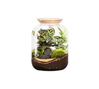 BOTANIC®-Terrarium autonome botanic Bonbonne Classic Mix - Taille S diamètre 23 cm H 51 cm