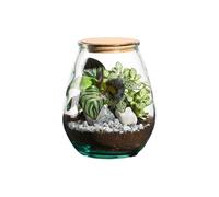 BOTANIC®-Terrarium autonome botanic Darasa - Taille M diamètre 19 cm H 23 cm