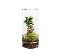 BOTANIC®-Terrarium autonome botanic Green Tower Ginseng - Taille M diamètre 12 cm H 27 cm