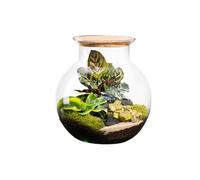 BOTANIC®-Terrarium autonome botanic Havana Cala - Taille L diamètre 25 cm H 27 cm