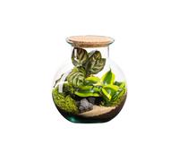BOTANIC®-Terrarium autonome botanic Havana Cala - Taille S diamètre 19 cm H 20 cm