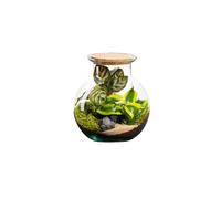 BOTANIC®-Terrarium autonome botanic Havana Cala - Taille XS diamètre 15 cm H 17 cm