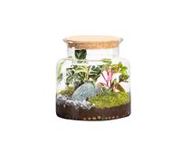 BOTANIC®-Terrarium autonome botanic Jungle Classic - Taille S diamètre 23 cm H 20 cm