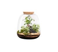 BOTANIC®-Terrarium autonome botanic Moly Ginseng - Taille L diamètre 23,5 cm H 25 cm