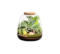 BOTANIC®-Terrarium autonome botanic Moly Mix - Taille L diamètre 23,5 cm H 25 cm