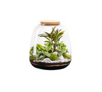 BOTANIC®-Terrarium autonome botanic Moly Stone - Taille L diamètre 23,5 cm H 25 cm