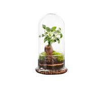 BOTANIC®-Terrarium autonome botanic Spicy Ginseng - Taille M diamètre 15 cm H 27 cm