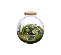 BOTANIC-Terrarium autonome Havana Landscape botanic - taille L