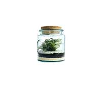 BOTANIC-Terrarium autonome Mao L botanic - diamètre 12 x 14 cm