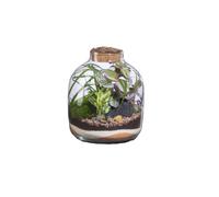BOTANIC-Terrarium autonome Mensa M botanic - diamètre 10-23 x 28 cm