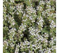 BOTANIC®-Thym Commun Bio. Le pot de 2,5 litres