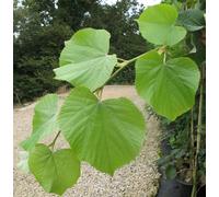 BOTANIC®-Tilleul argenté ‘Brabant’ botanic vert. Le pot de 10 litres