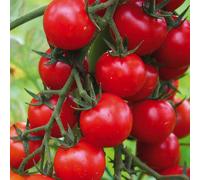 BOTANIC®-Tomate Cerise Supersweet 100 F1 bio. Le pot de 9 x 9 cm