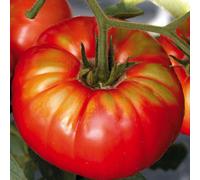 BOTANIC®-Tomate Côtelee Beefsteak. Le pot de 10,5 cm