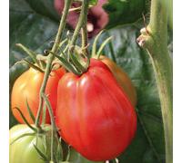 BOTANIC®-Tomate Côtelee Corazon bio. Le pot de 9 x 9 cm