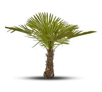 BOTANIC®-Trachycarpus Excelsa ou Palmier de Chine 120/150 cm en pot de 90 L