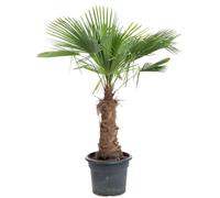 BOTANIC®-Trachycarpus (Palmier chanvre) 125/150 en pot de 70 L vert