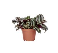 BOTANIC®-Tradescantia mix en pot diamètre 6 cm