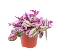 BOTANIC®-Tradescantia Nanouk - Pot de diamètre12 cm
