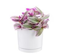 BOTANIC®-Tradescantia Nanouk rose en pot blanc émaillé botanic. Le pot diamètre 15 cm
