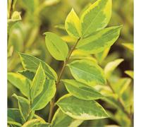 BOTANIC®-Troène de Californie doré Aureum jaune. Le pot de 3 litres