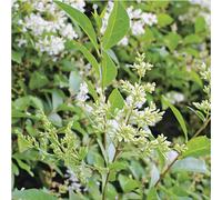 BOTANIC®-Troène de Californie vert. Le pot de 3 litres