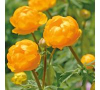 BOTANIC®-Trolle jaune-Orange - Le pot de 9 x 9 cm