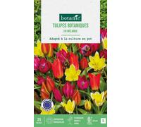BOTANIC®-Tulipe en mélange botanic - 25 bulbes