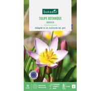BOTANIC®-Tulipe species saxatilis botanic - 10 bulbes