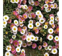 BOTANIC®-Vergerette blanc Rose - Le pot de 9 x 9 cm