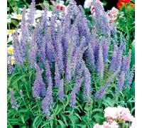 BOTANIC®-Véronique épis bleus - Le pot de 9 x 9 cm