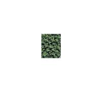 BOTANIC®-Véronique Hebe en pot de 3 litres