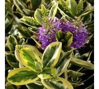 BOTANIC®-Véronique panachée ou Hebe speciosa Variegata. Le pot de 2,5 litres