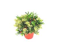 BOTANIC®-Veronique + Solanum - Le pot de 3 litres