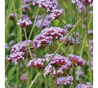 BOTANIC®-Verveine de Buenos Aires - Le pot de 9 x 9 cm