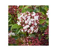 BOTANIC®-Viburnum Tinus Spirit - Pot de 3L